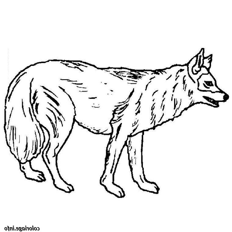 chien loup coloriage dessin 2190