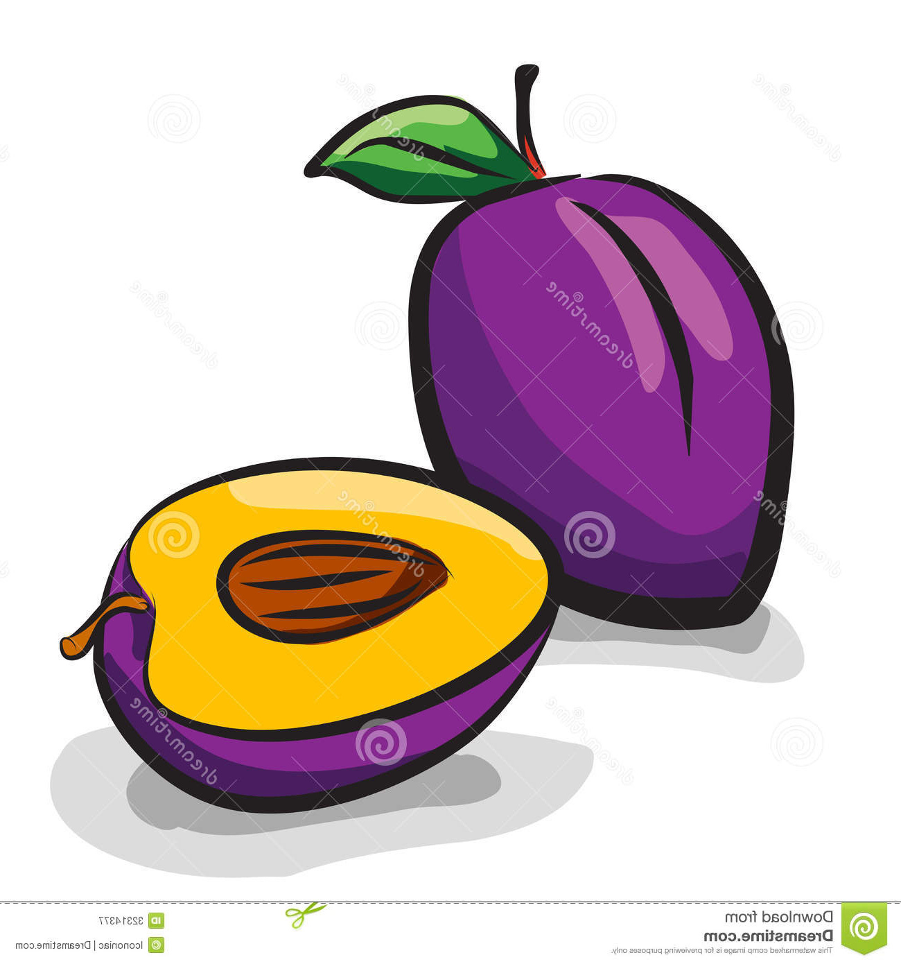 royalty free stock photography plum fruits sketch drawing set white image