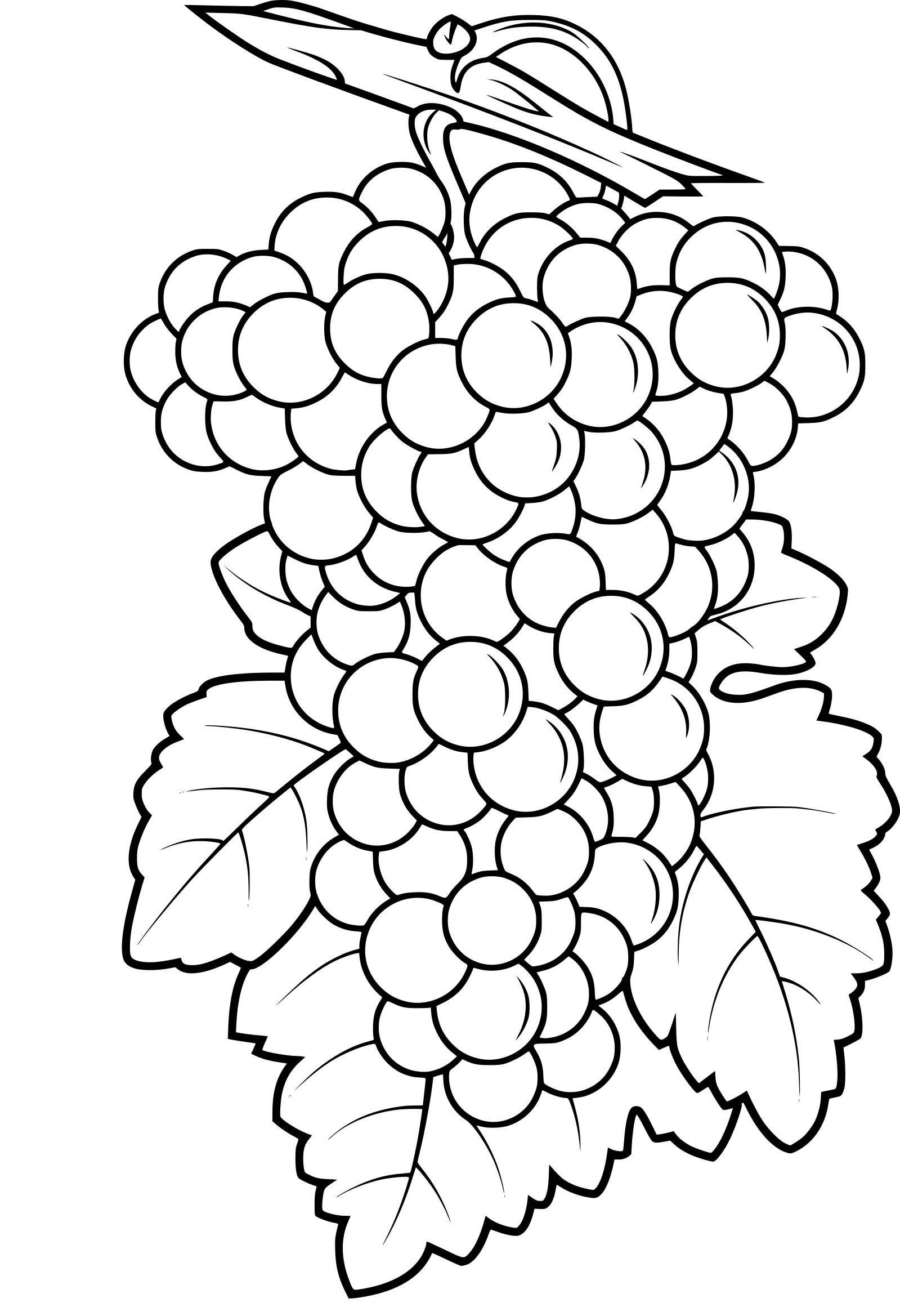 grappe de raisin dessin
