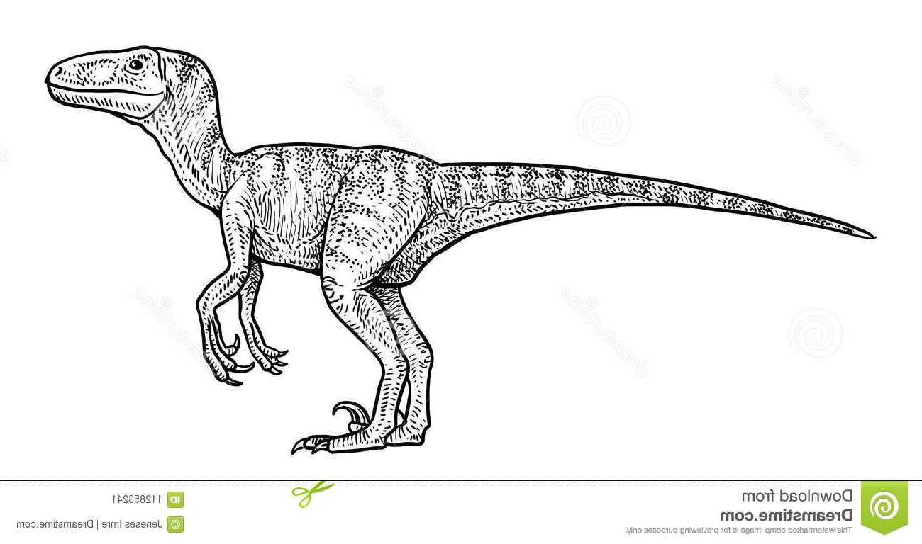illustration de velociraptor dessin gravure encre schéma vecteur image