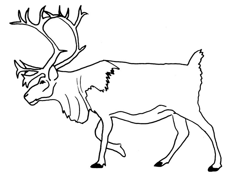 &image=coloriage animaux g 9