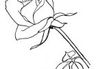 Rose Fleur Dessin Nouveau Photos Fleur Noir Et Blanc Image