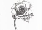 Rose Fleur Dessin Bestof Stock Coloriage Image De Rose Rouge