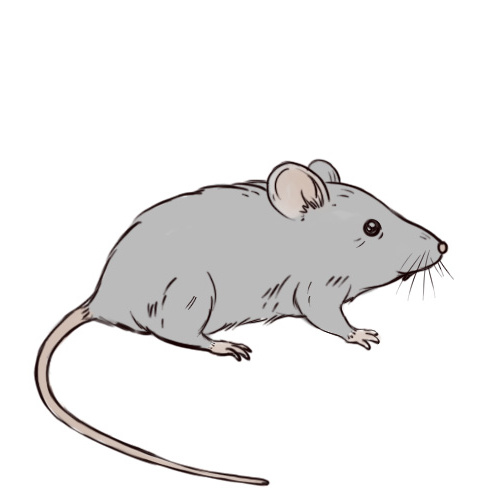 dessiner une souris