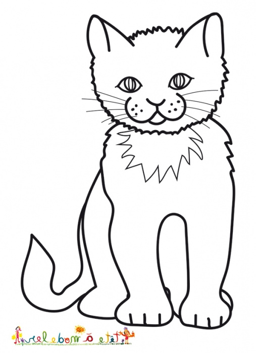 dessin d un chat europeen