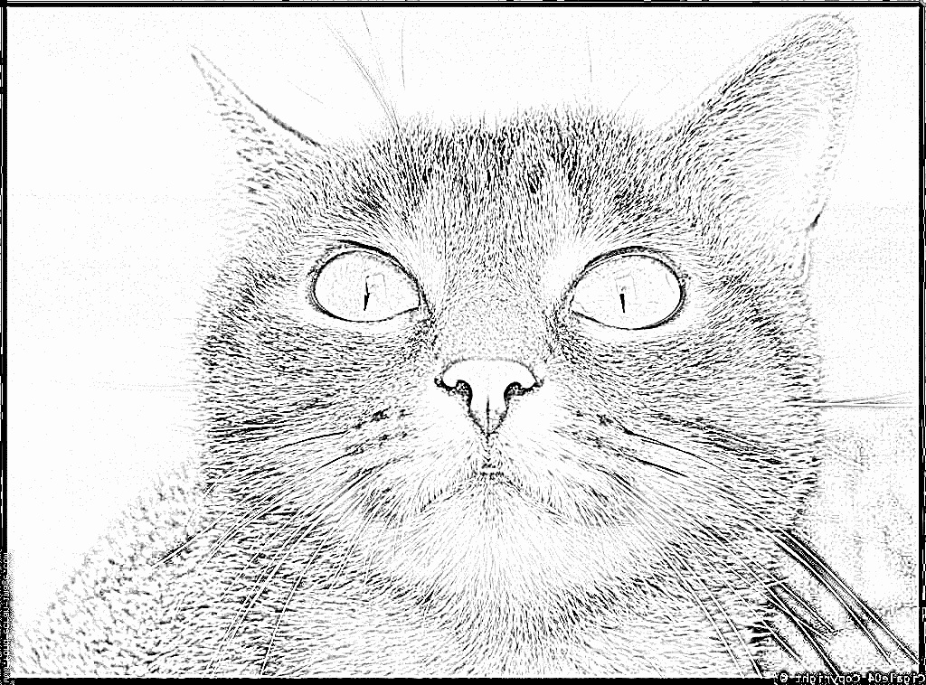 tete de chat dessin frais chat wikipedia
