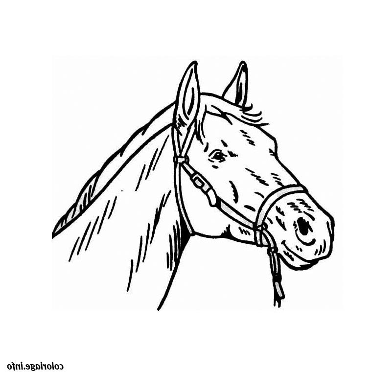 tete de cheval coloriage dessin 347