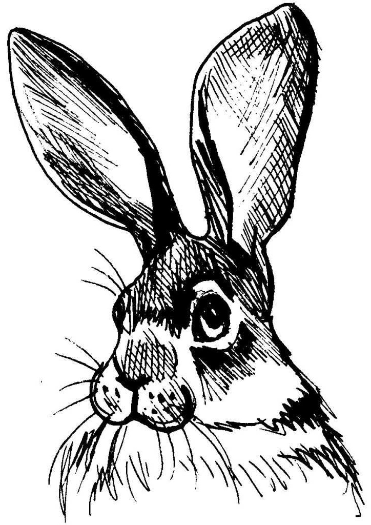 5484 dessin coloriage animal tete de lapin longues oreilles 9275 lapin adulte animaux coloriage dessin