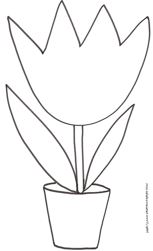 dessin tulipes