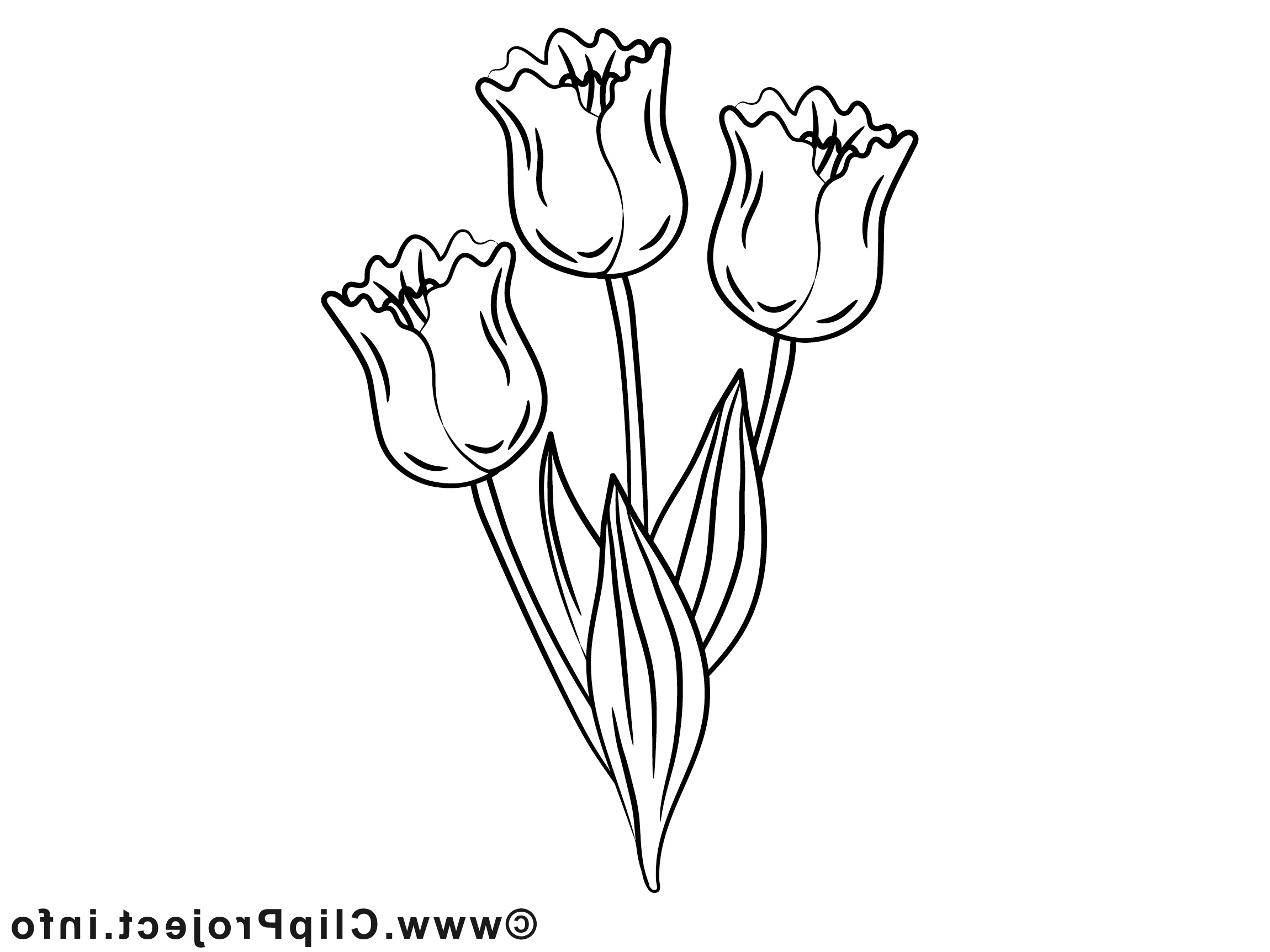 tulipes dessin – fleurs gratuits à imprimer