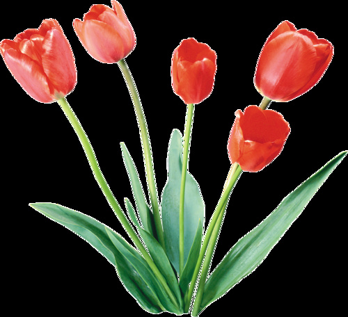 rub tubes fleurs tulipes 8