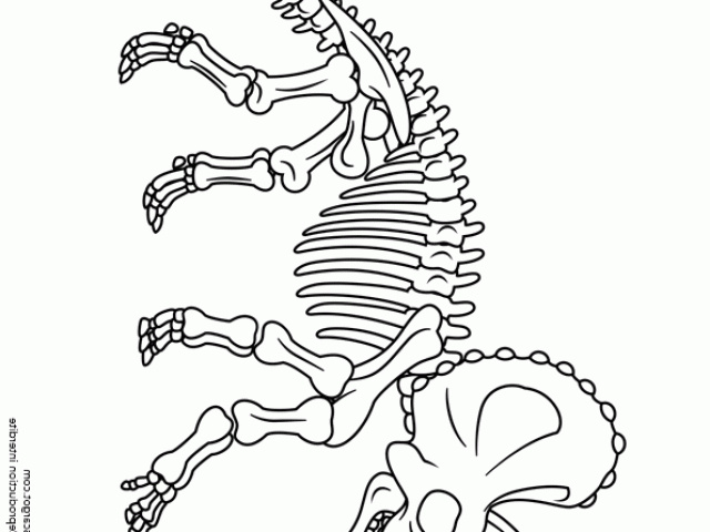 coloriage de tyrex beautiful coloriage de fossiles de dinosaures squelette de triceraptor