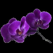 410 zen orchidee violette