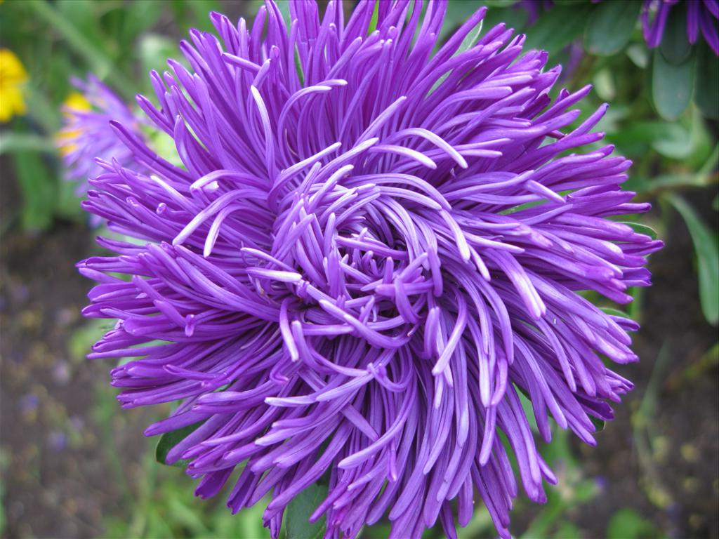 dessin fleur violette