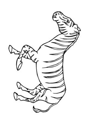 zebre a dessiner