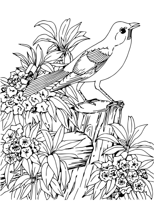 Coloriage A Imprimer Animaux Inspirant Photos Coloriage Animaux Marins