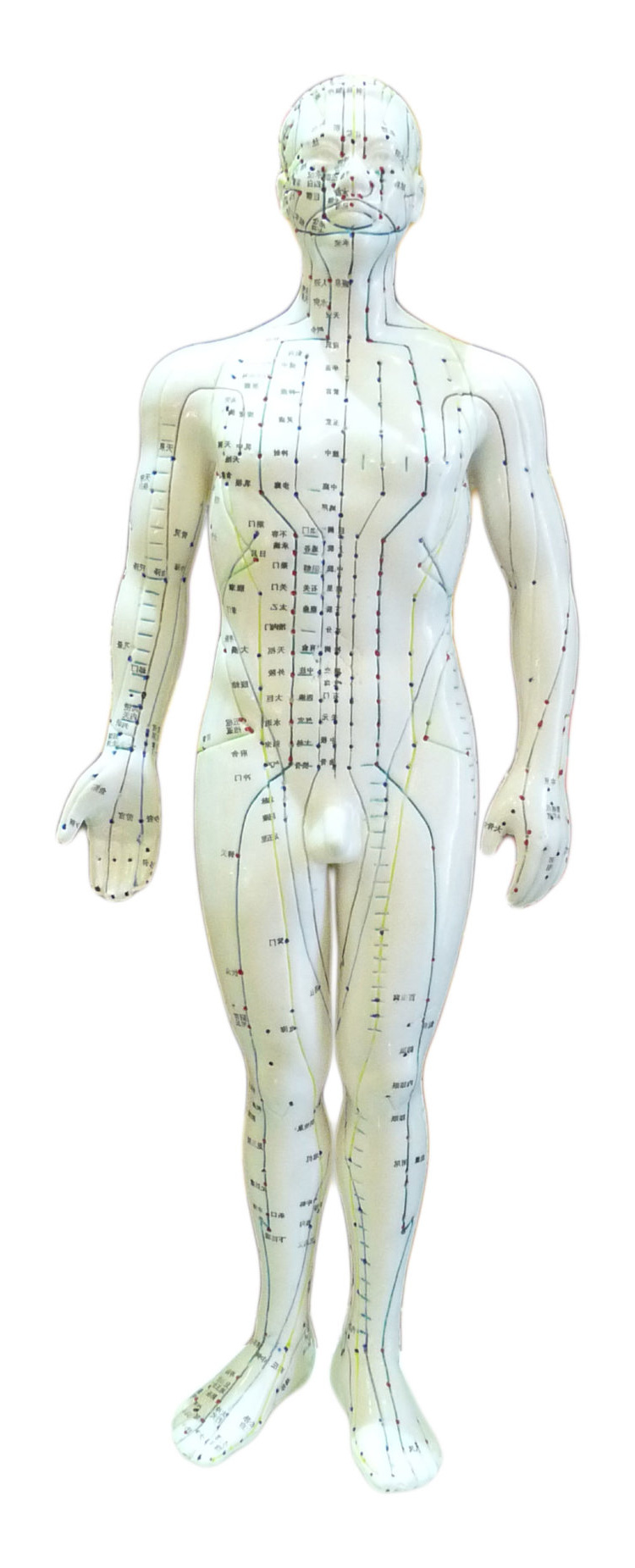 model muzhskaja dlja akupunktury 50 sm