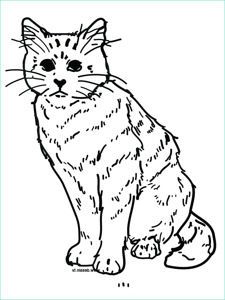 dessin chat dec 30 2012