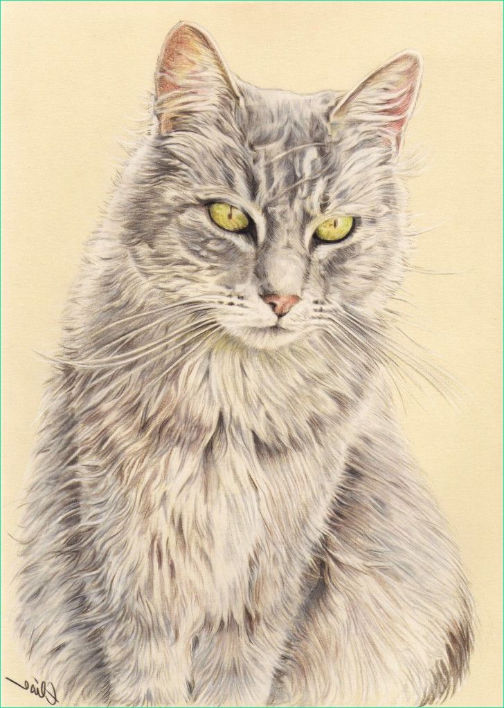 portrait dessin d apres photo d un chat en couleur
