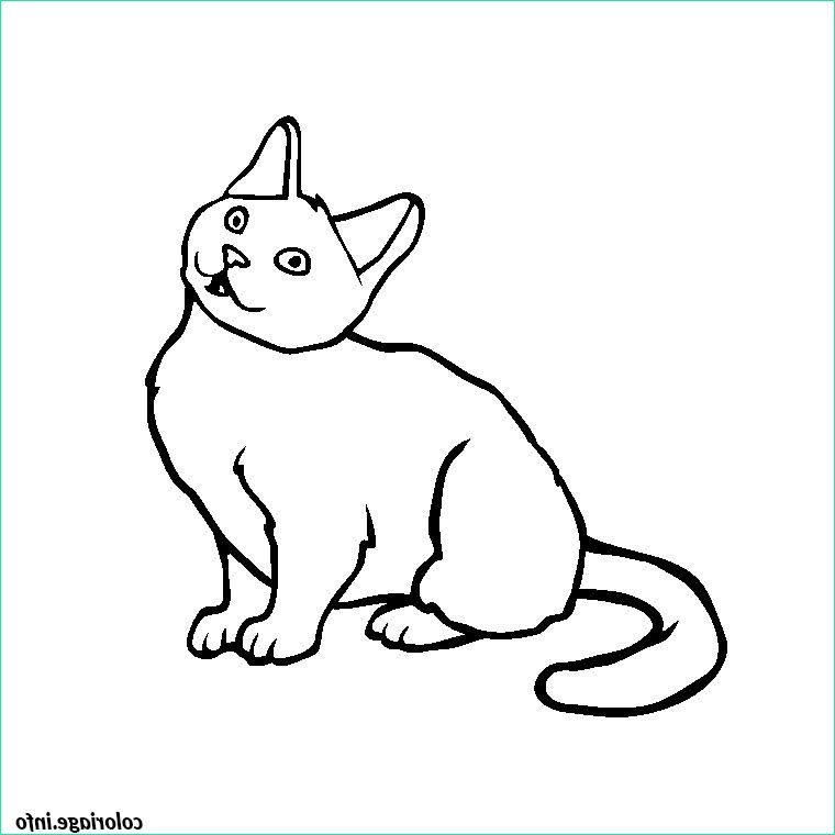 chaton chartreux coloriage 2207