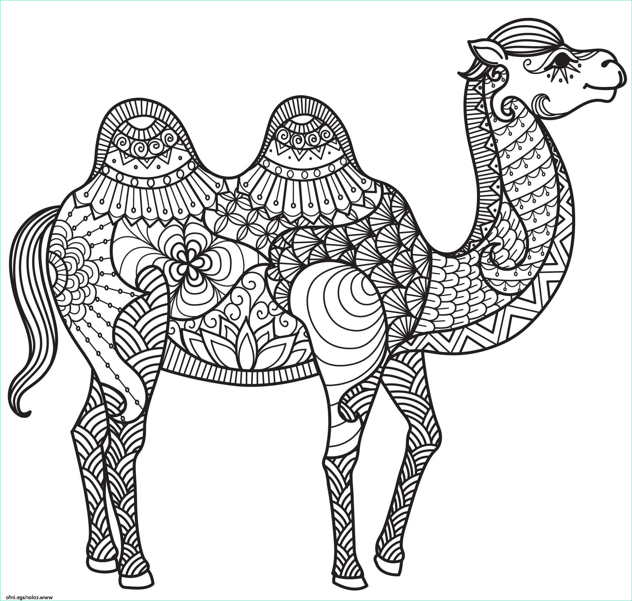 chameau adulte animaux anti stress coloriage
