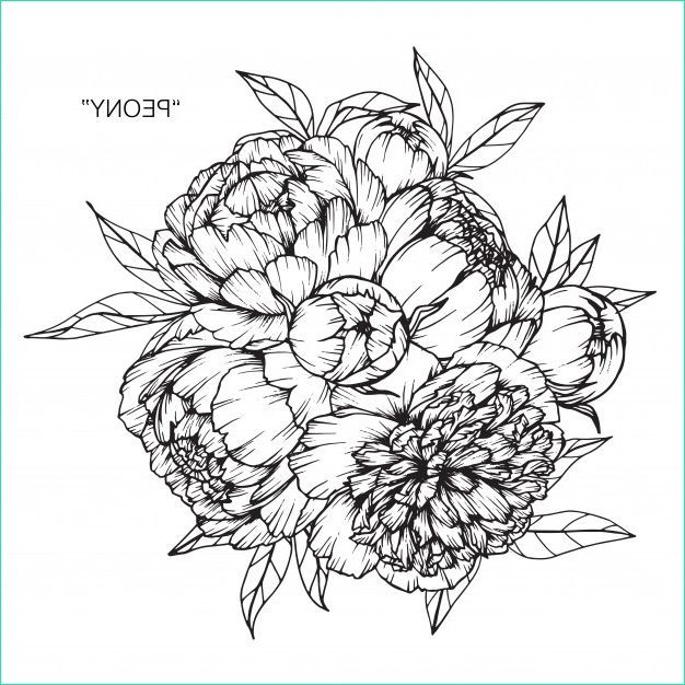 bouquet fleur pivoine dessin illustration