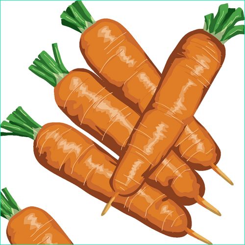 1342 carottes dessin