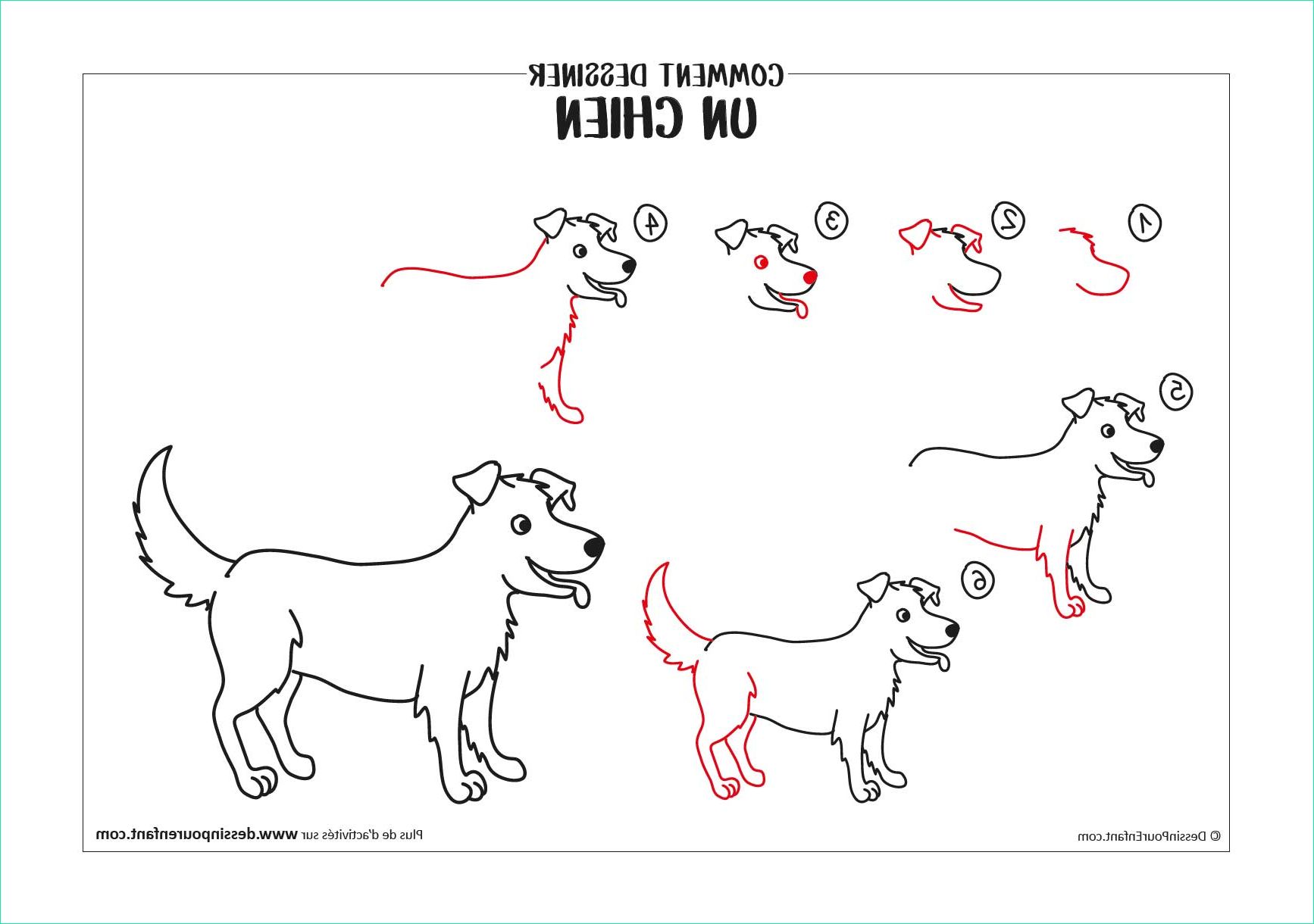 dessiner un chien 6 etapes