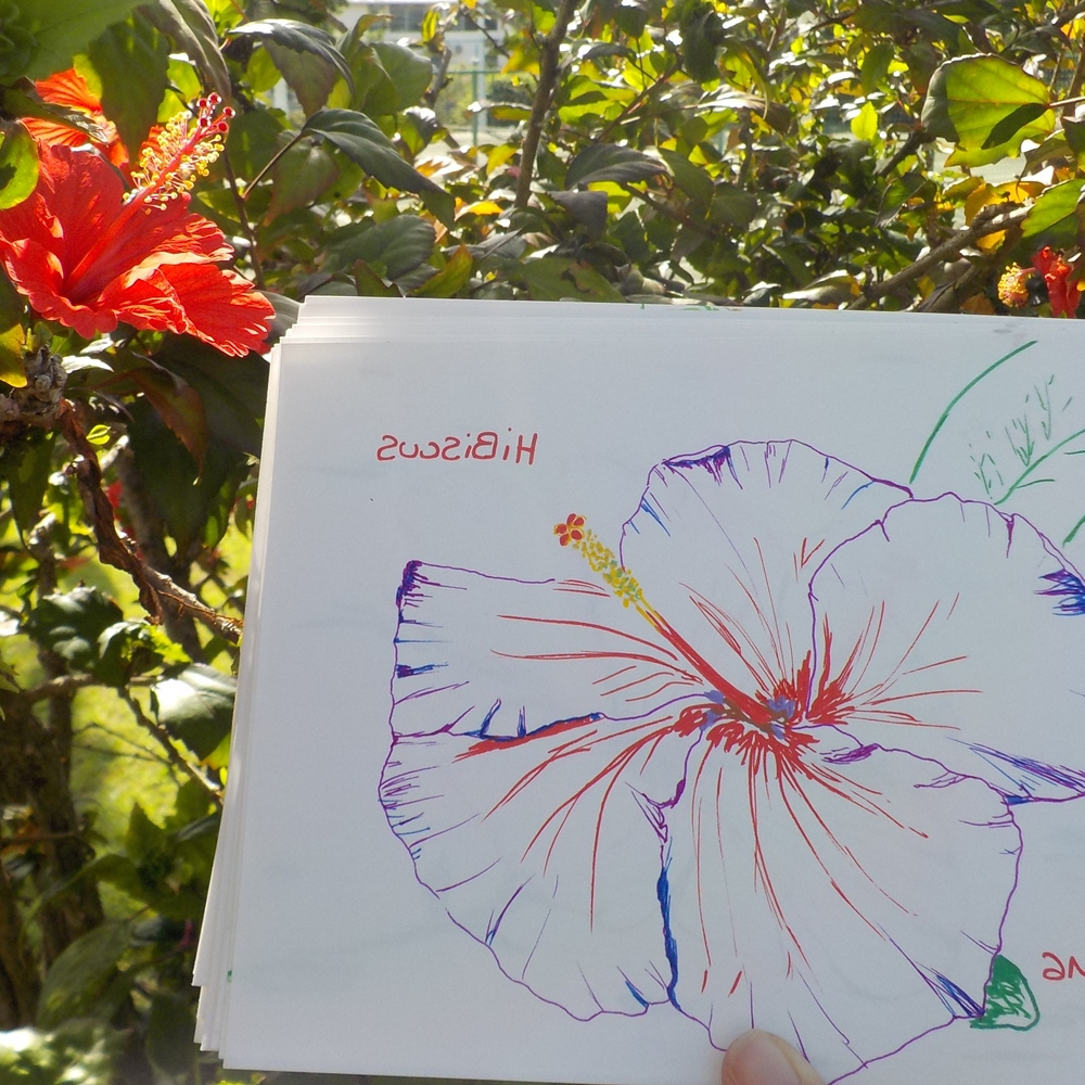 12 fleurs tropicales photos dessins hibiscus