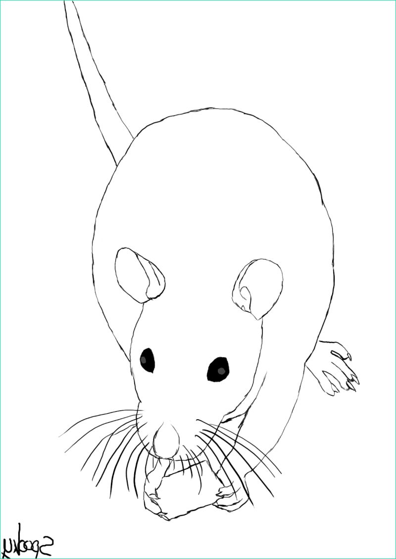 dessin de rat 5