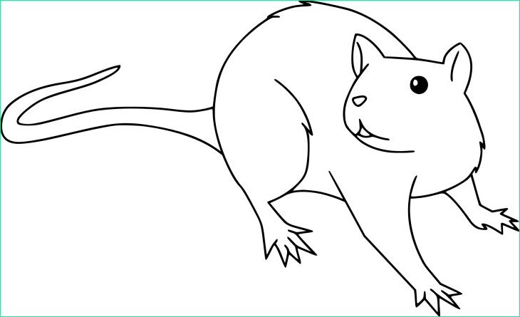 coloriage rat et dessin