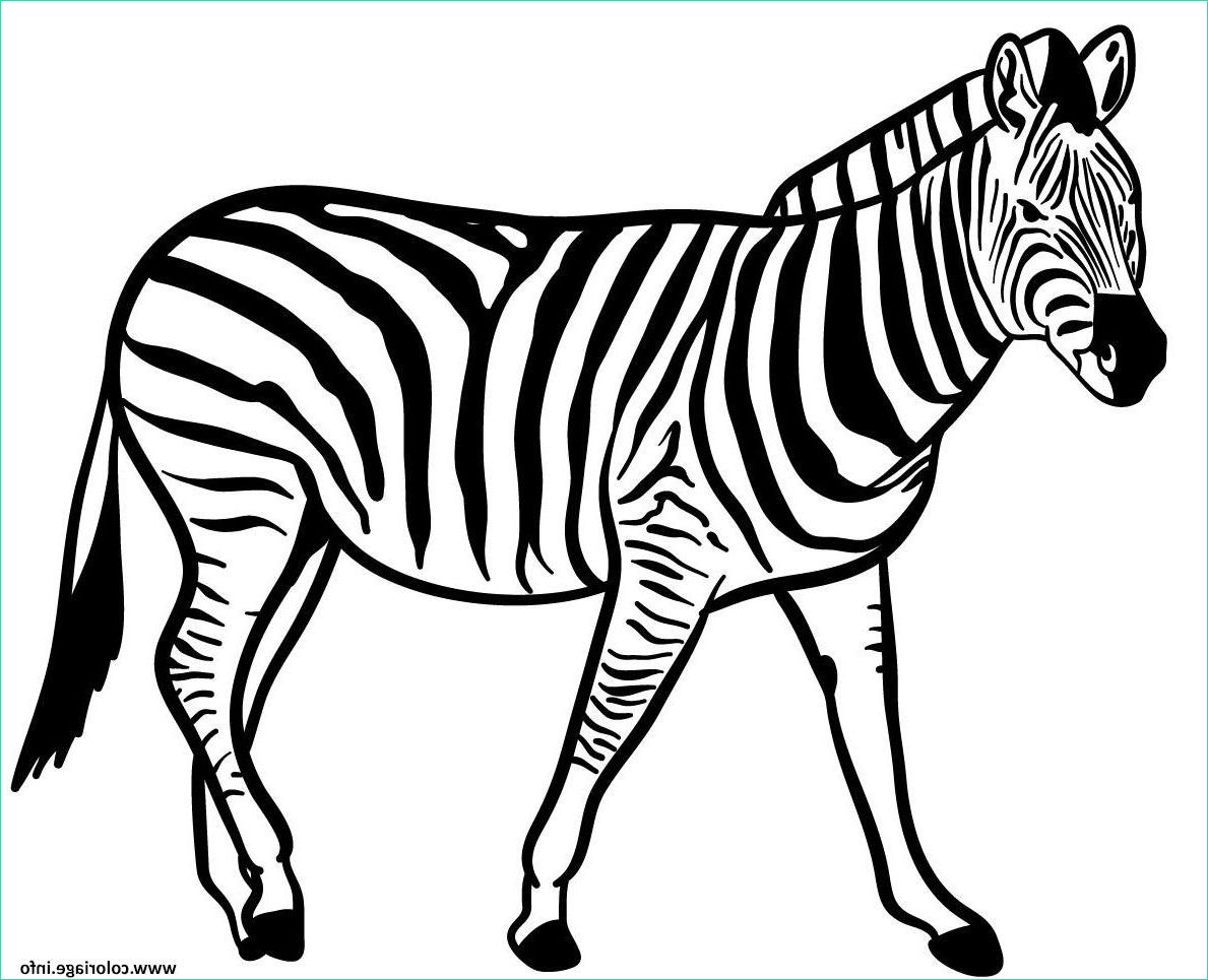 zebre espece herbivores vivant en afrique coloriage dessin