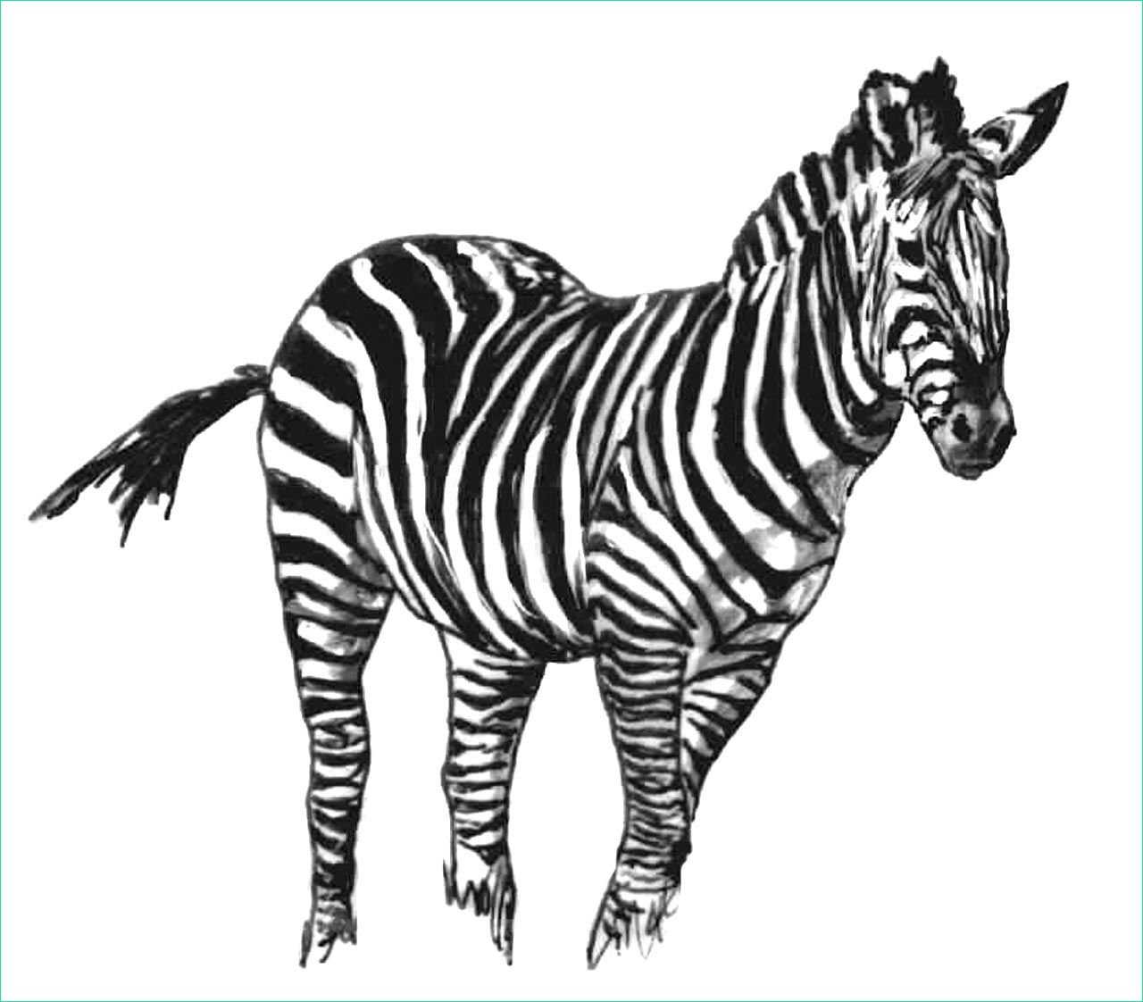 dessin a colorier d un zebre