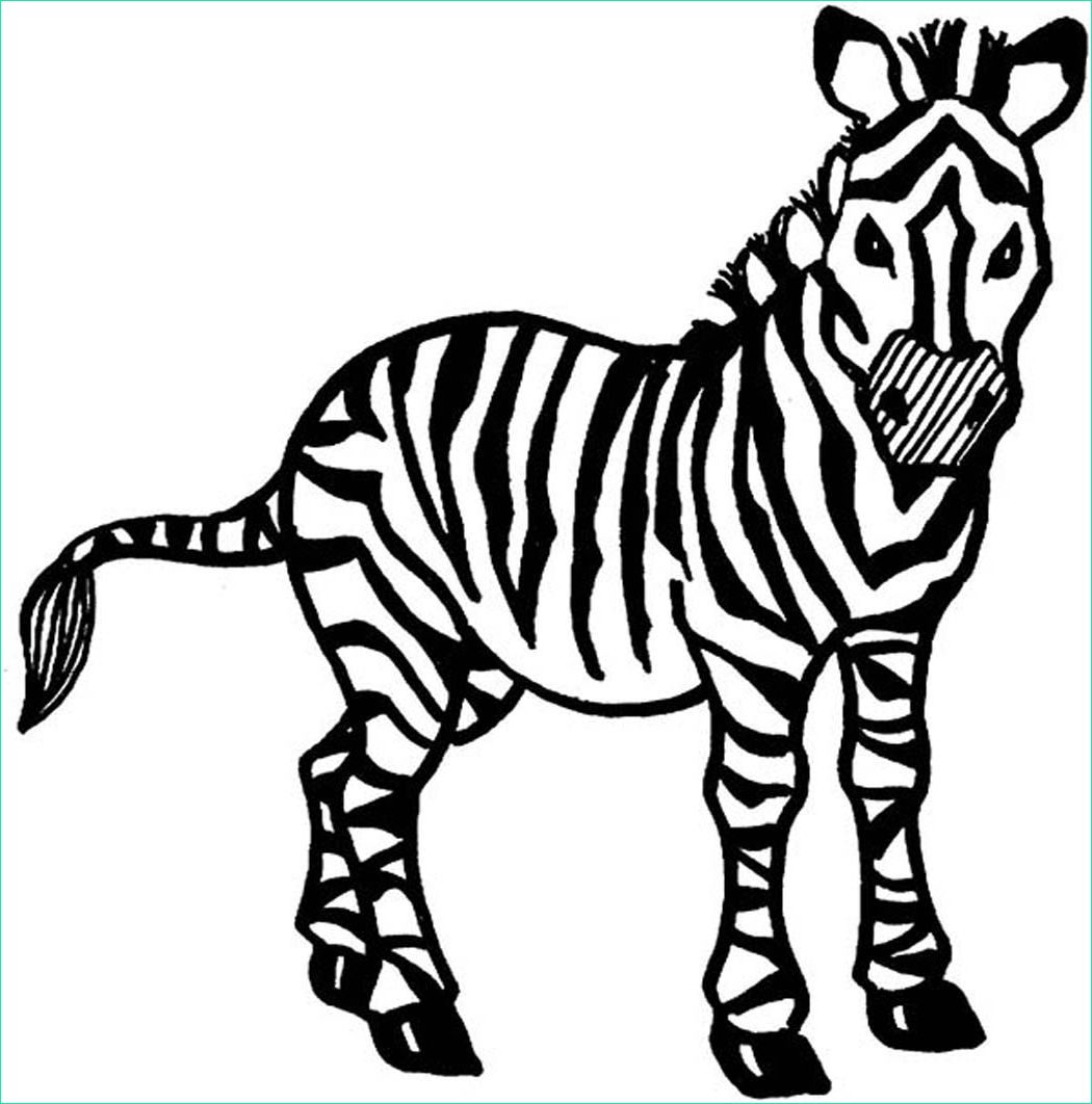 baby zebra drawing