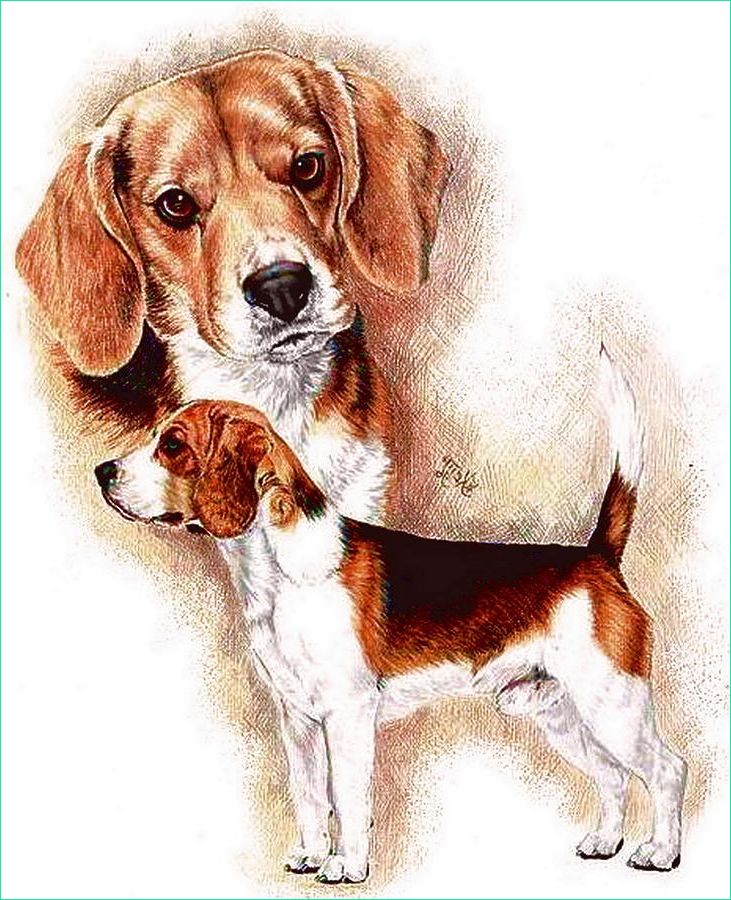 1 beagle barbara keith