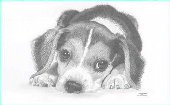 beagle puppy dog limited edition art