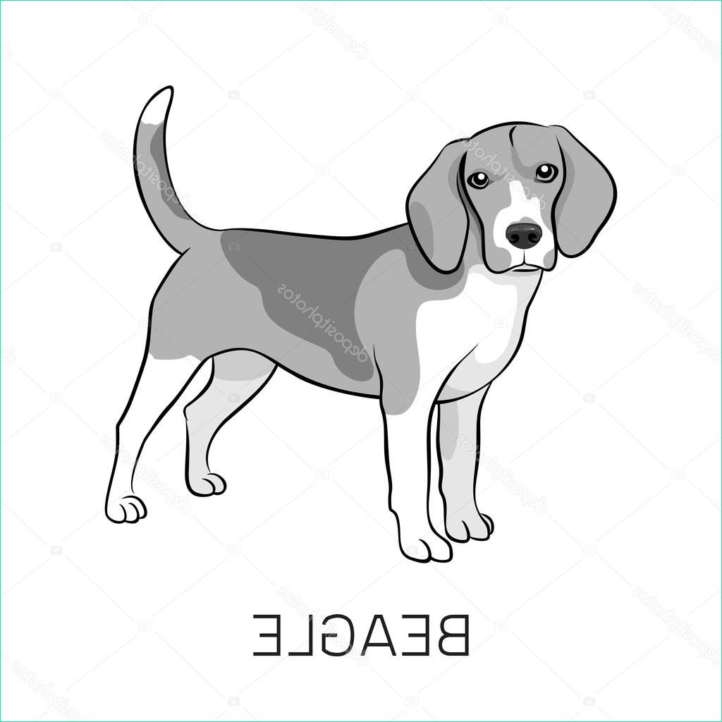 stock illustration beagle purebred standing dog