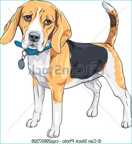 vector sketch serious dog beagle breed