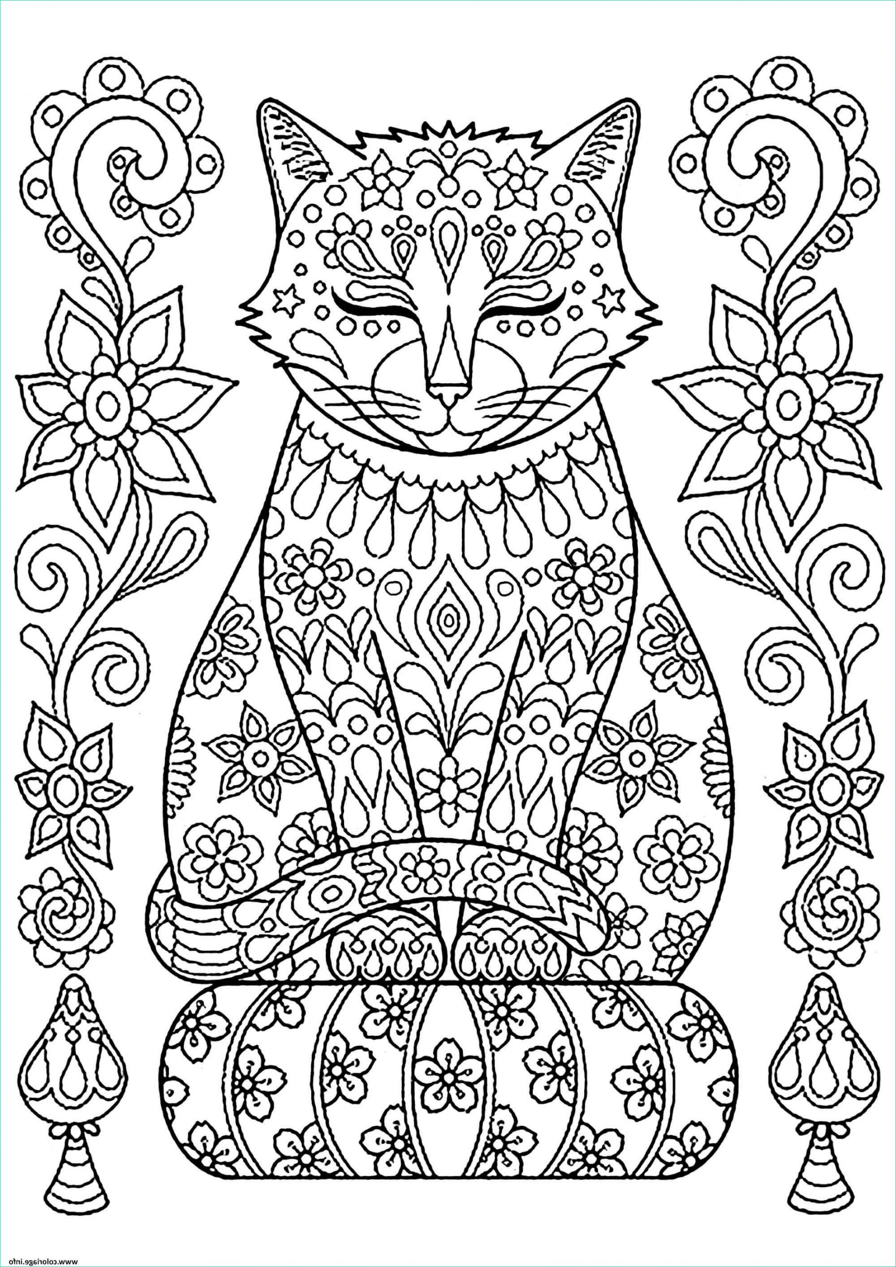 adulte mandala chat zen coloriage dessin