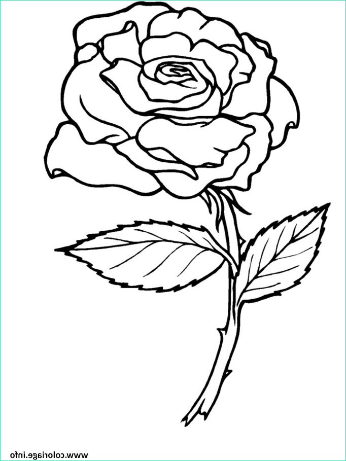 roses 3 coloriage