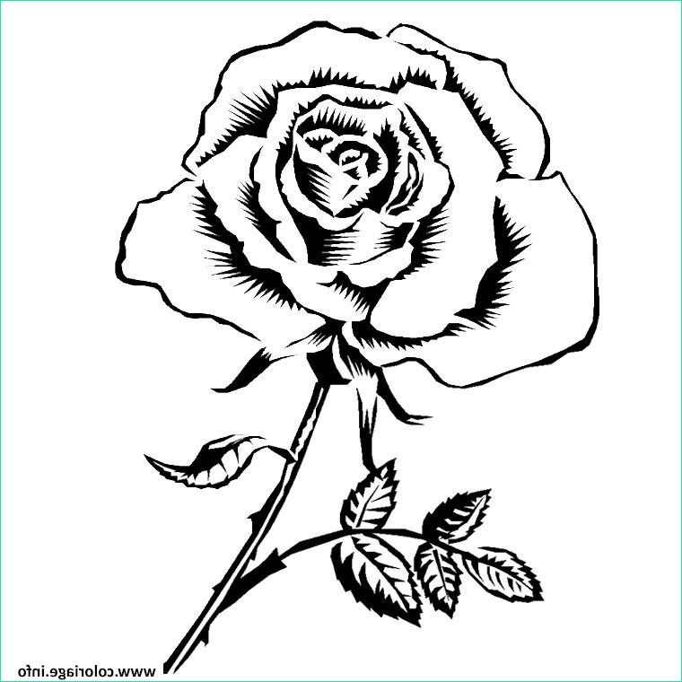 rose adulte coloriage