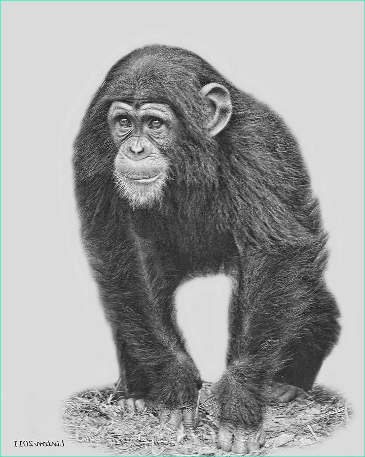 young chimpanzee 2 larry linton