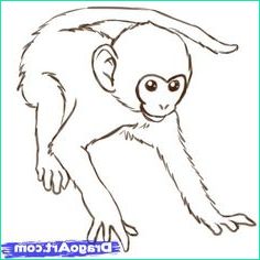 dessin de singes