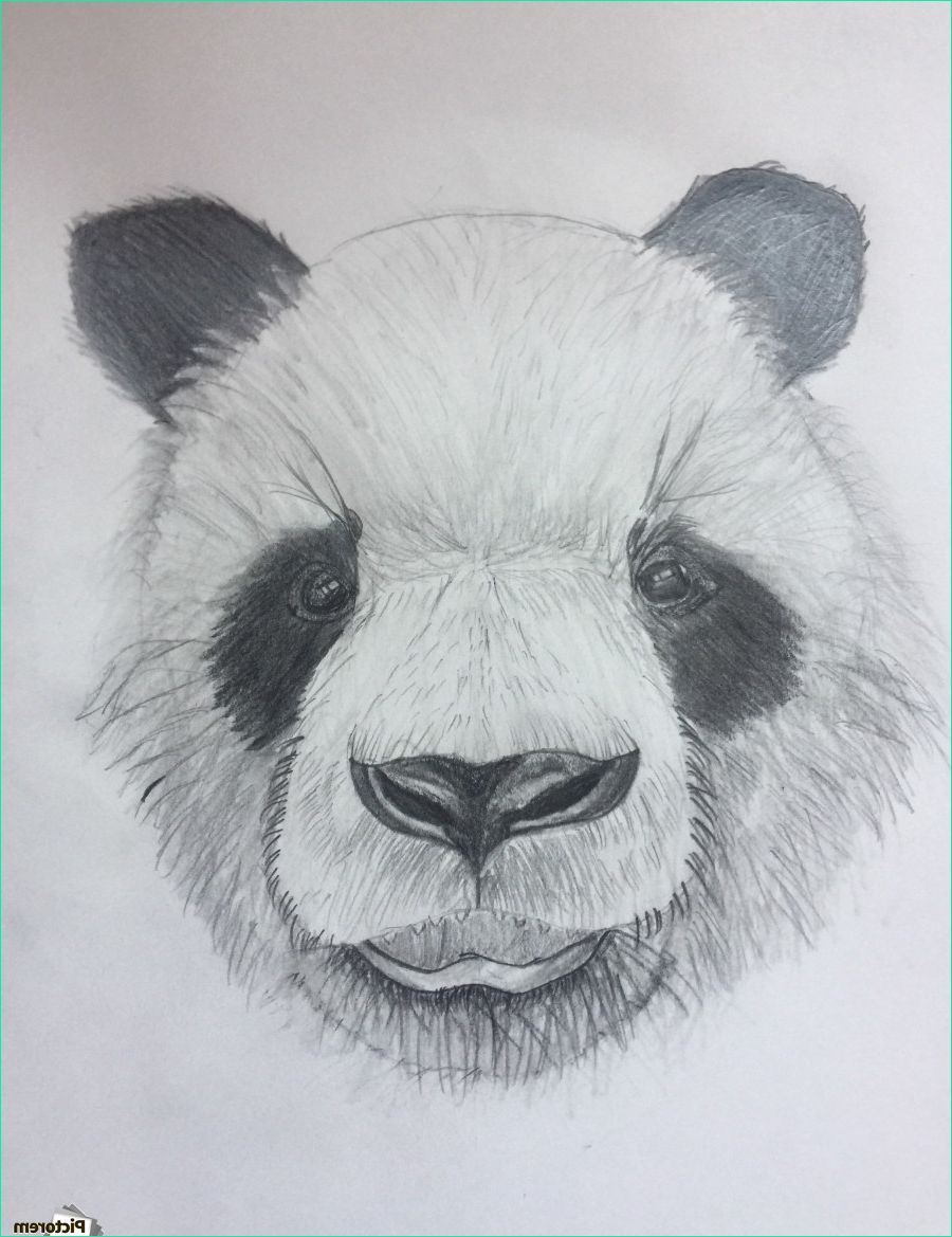 image panda imprimer