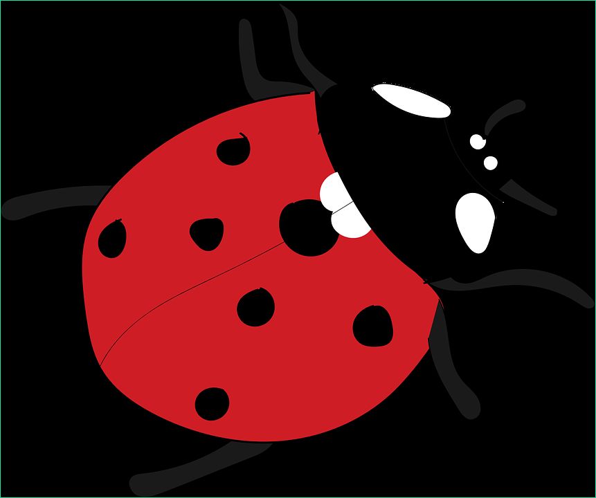 ladybug red insect animal