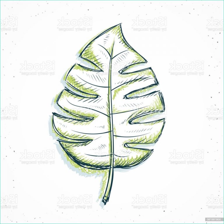 Palmier Dessin Facile Bestof Image Feuilles De Palmier isolé De Style Dessin À La Main