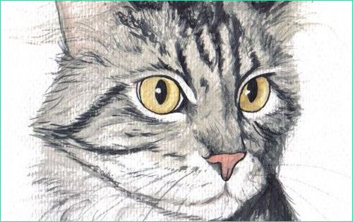 tete de chat dessin elegant photos quottete de chatquot par savousepate aquarelle