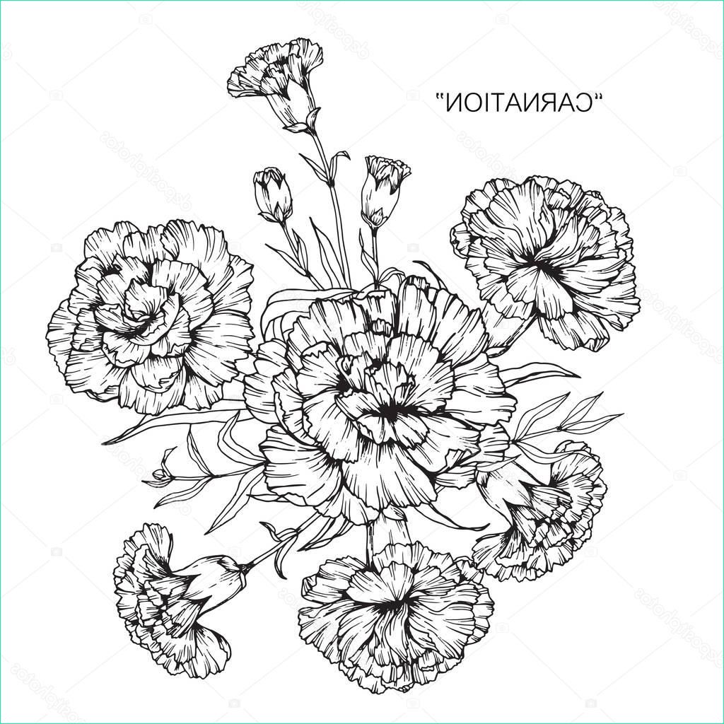 stock illustration bouquet of carnation flowers drawing