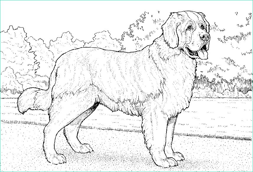 st valentin dessin de chien