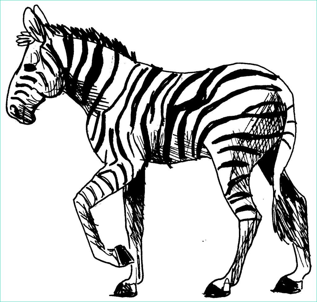 coloriage zebre dafrique